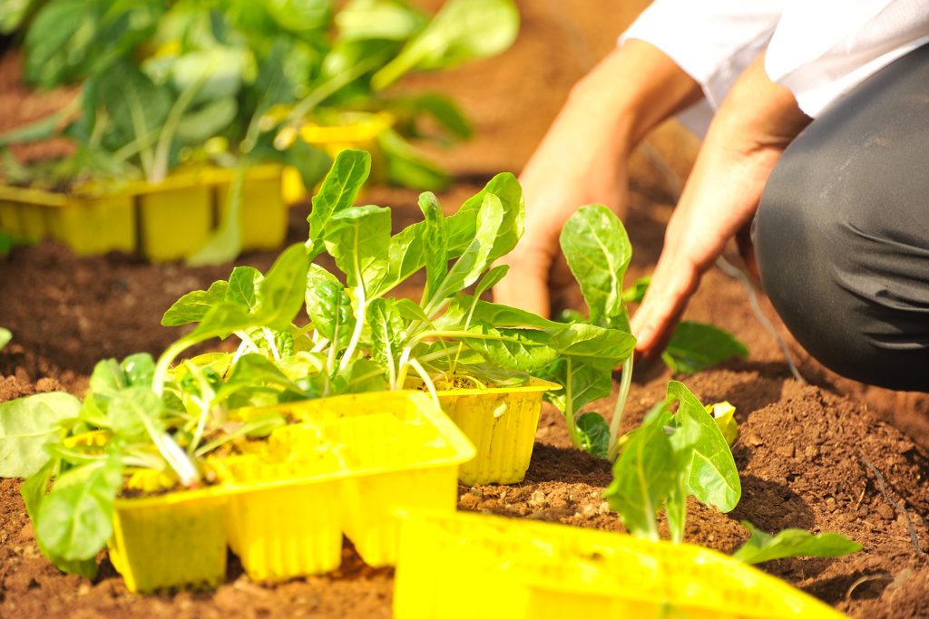 7 Great Garden Bloggers You Should Subscribe To