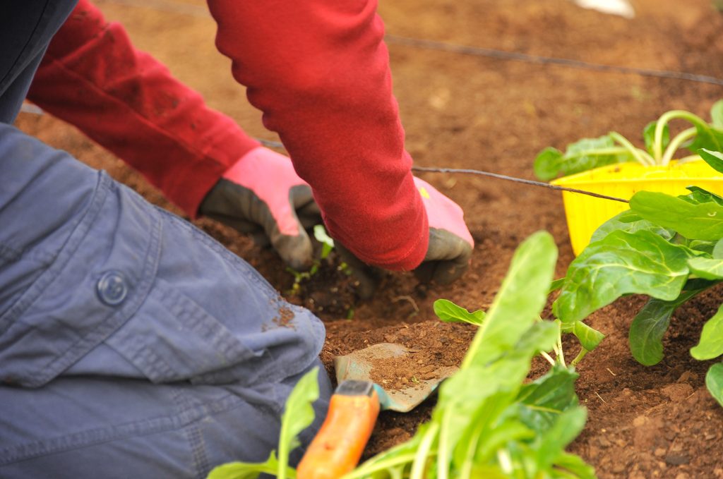 Gardening Options for Fall and Winter